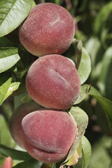 Prunus persica / Pêche 'White Lady'