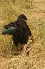 Chien / Race : Beauceron