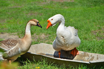 Goose on farm