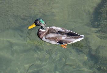 Obraz premium Duck floating in the lake