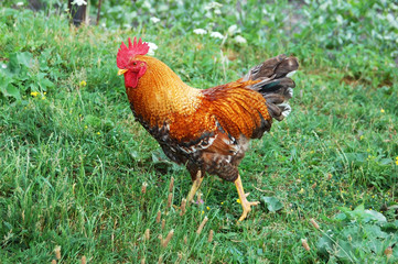 Beautiful rooster in grass