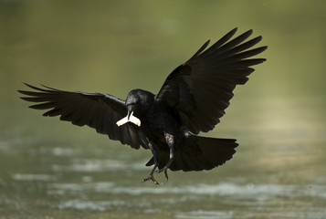 Corvus corone corone / Corneille noire