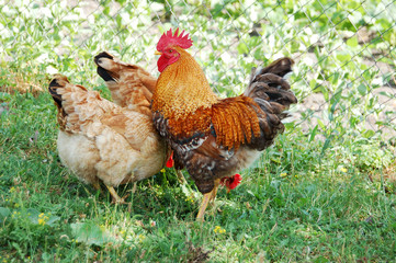 Beautiful rooster and hen