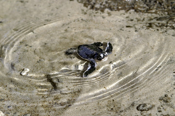 Chelonia mydas / Tortue verte / Tortue de mer