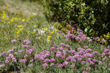 Anthyllis montana / Anthyllis des montagnes / Anthyllide des montagnes
