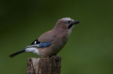 Garrulus glandarius / Geai des chênes