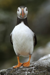 Fratercula arctica / Macareux moine / Puffin