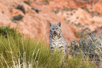 Lynx rufus / Lynx roux