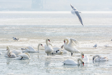 Swans, seagulls and ducks on ice frozen sea. Winter.