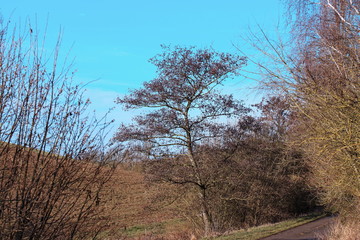 Obraz premium markanter Baum in Mainstockheim