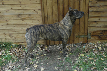 Chien / Race : Bouvier portugais