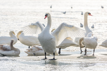 White swans on ice frozen sea. Winter.