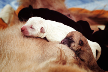 tiny baby dog newborn puppy breastfed