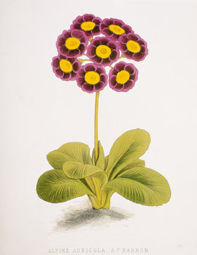 Illustration botanique / Primula auriculata / Primevère