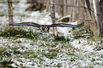 Buteo buteo / Buse variable