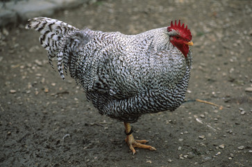 Poule / Race : Bleue de Hollande du nord