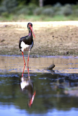 Ciconia nigra / Cigogne noire