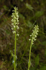 Leucorchis albida / Orchis blanchâtre