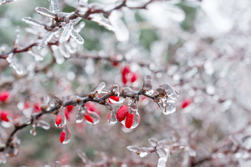 Icing. Red berries of barberry covered with ice.