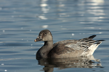 Anser caerulescens / Oie des neiges