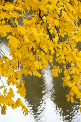 Yellowing Tree and Central Park Lake