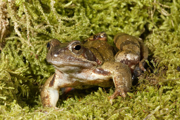 Rana temporaria / Grenouille rousse