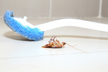 Low angle shot of a dead cockroach on floor toilet with toilet brush as background or print card.