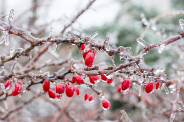 Icing. Red berries of barberry covered with ice.