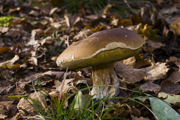 Boletus edulis / Cèpe de Bordeaux