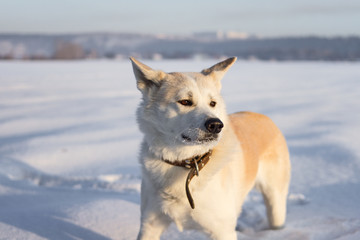 Funny Dog Japanese Akita Inu stands in a snowy field on a sunny day.