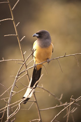 Dendrocitta vagabunda / Témia vagabonde
