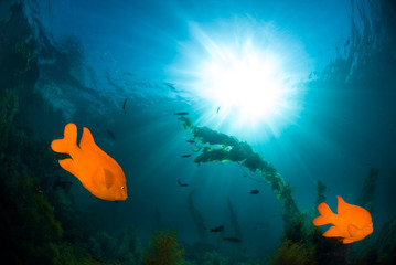 Fototapeta na wymiar Underwater sunlight