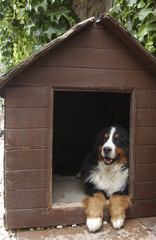 Chien / Race : Bouvier Bernois