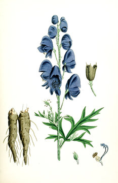 Illustration botanique / Aconitum napellus / Aconit napel