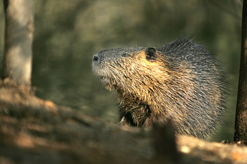 Myocastor coypus / Ragondin / Coypu / Nutria