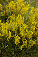 Genista tinctoria / Genêt des teinturiers