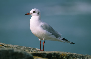 Larus ridibundus / Mouette rieuse