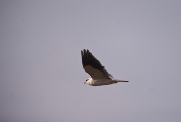Elanus caeruleus / Elanion Blanc