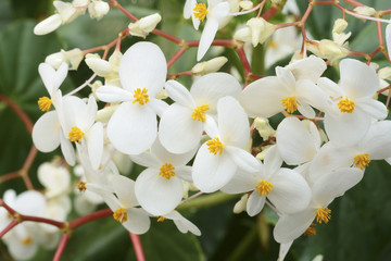 Begonia nitida / Bégonia
