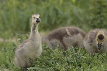 Branta canadensis / Bernache du Canada