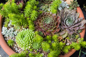 Container growing sedum plants with colorful leaves