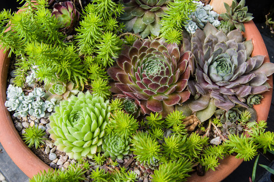 Container growing sedum plants with colorful leaves