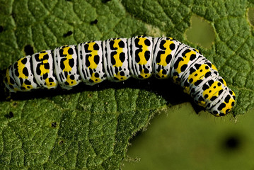 Cucullia verbasci / Brèche / Noctuelle / Cucullie du bouillon blanc