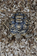 Geochelone pardalis / Tortue léopard