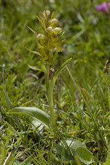 Coeloglossum viride / Orchis grenouille / Orchis vert