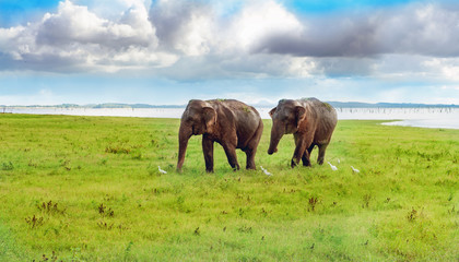 Obraz premium Panorama view with two elephants