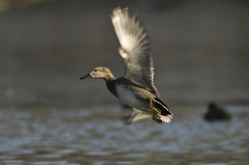Anas strepera/ Canard chipeau
