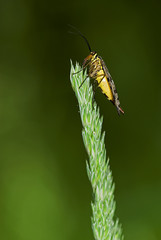 Panorpa communis / Mouche scorpion