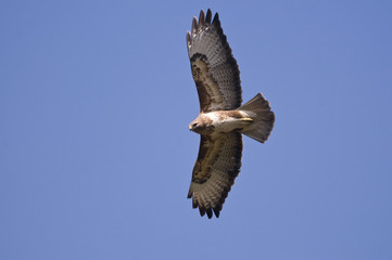 Buteo buteo / Buse variable