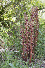 Orobanche gracilis / Orobanche sanglante